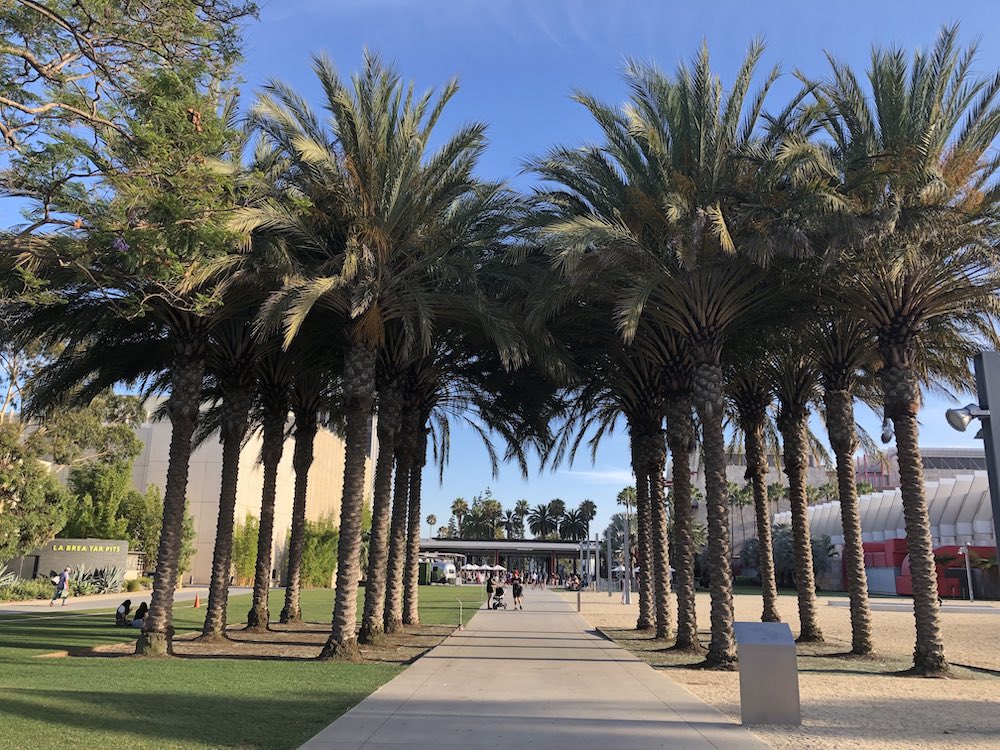 Photo of palm trees aligned in uniform rows in front of the Los Angeles County Museum of Contemporary Art